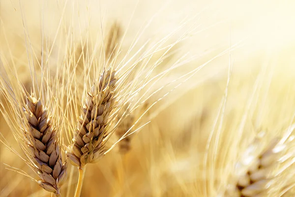 grain neo process main image